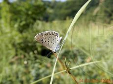 Голубянка-арион_5